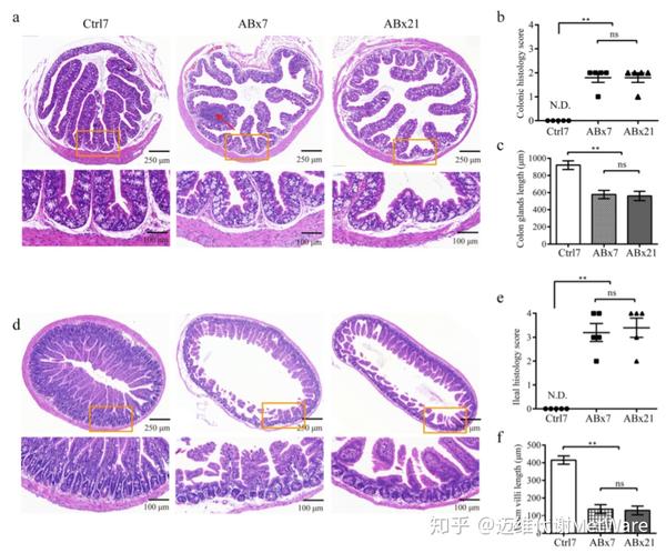 经abx处理的小鼠表现出低度炎症:不连续的粘膜上皮,隐窝结构变形以及
