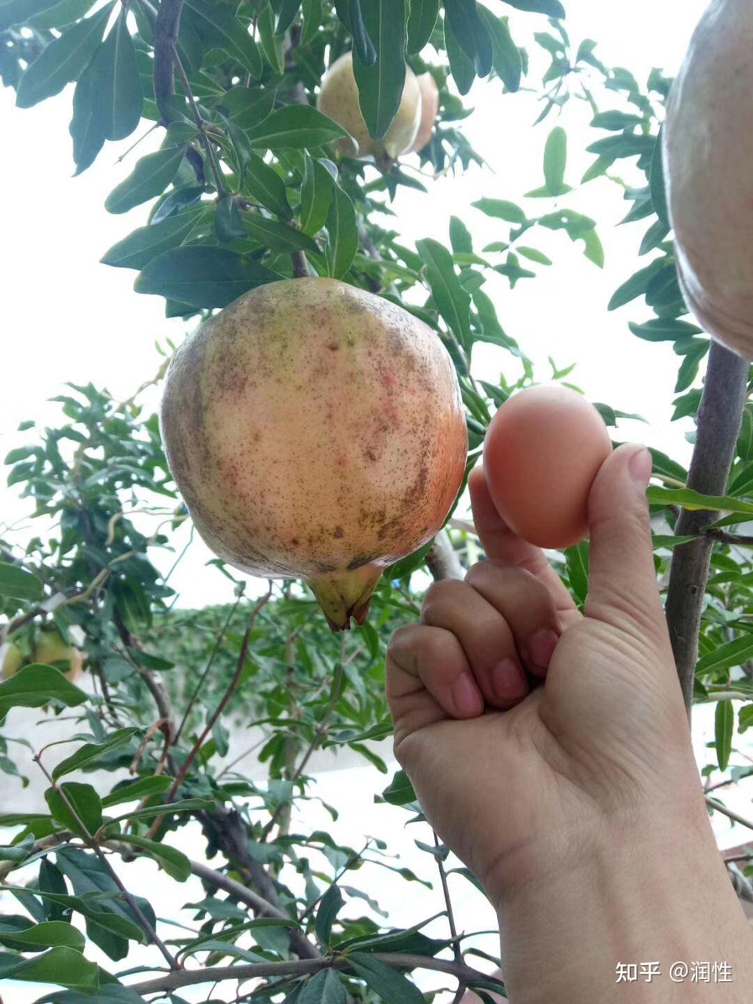 北方平房有什么适合遮阴的树木?