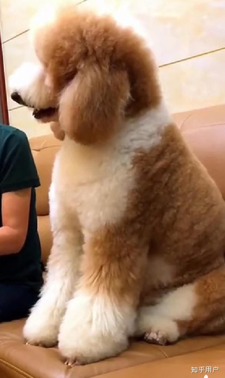 巨贵犬哪个颜色好看