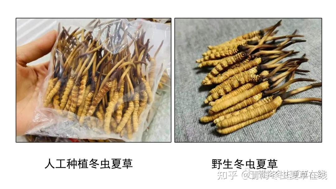 人工种植冬虫能不能完全替代野生冬虫夏草