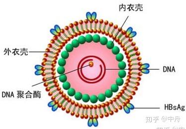 括号开始:(要想解释清楚大小三阳区别,还得从乙肝病毒结构说起