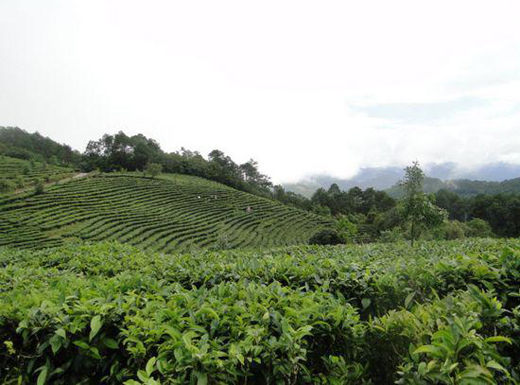 云南墨江县城新抚乡界牌村 迷帝古茶园