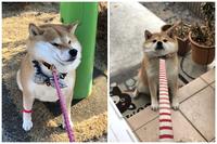 【柴犬(shiba lnu)】