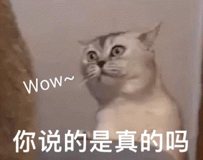 抖音超火wow哇哦猫咪表情包丨骂骂咧咧猫咪表情包