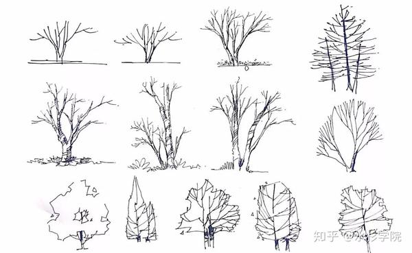 【水杉学院】快题中的植物设计(1)-基础表现