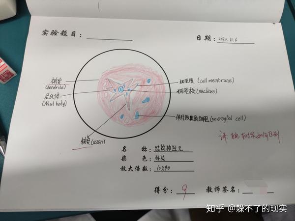 我的组胚红蓝铅笔绘图