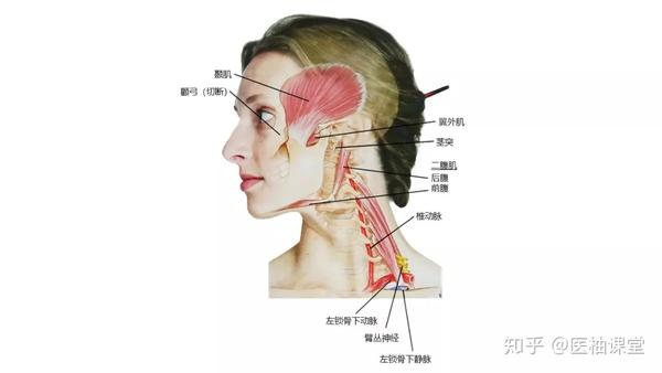 27张高清解剖图带你认识头,面,颈部骨骼及肌肉名称!