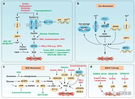 图五:(a)铁死亡的核心分子机制;(b)铁代谢的作用;(c)ros代谢;(d)铁