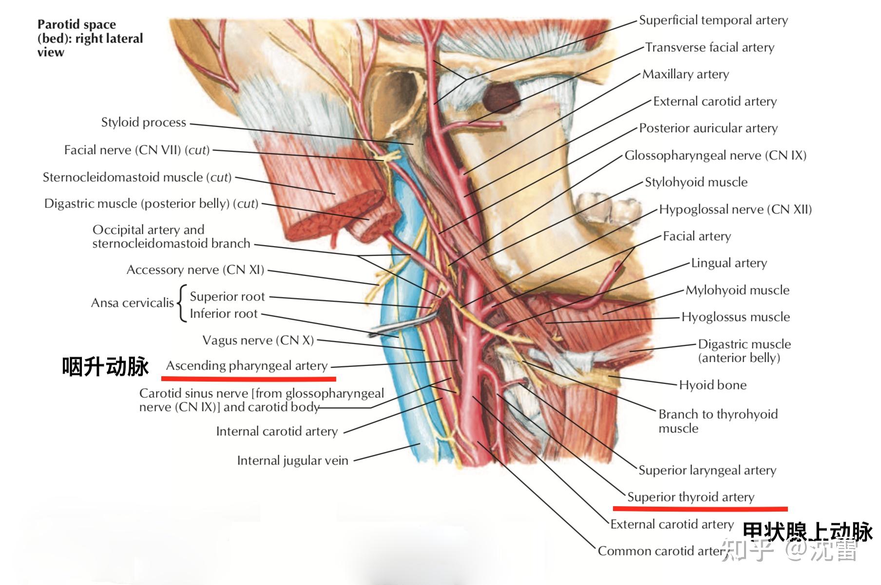 曾经不经意间看到专业书籍提到甲状腺上动脉是颈外动脉的第一个分支.
