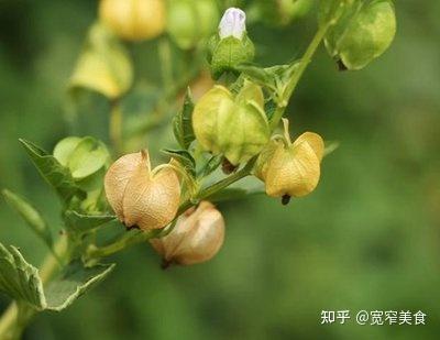 反击夏天的美食—冰粉