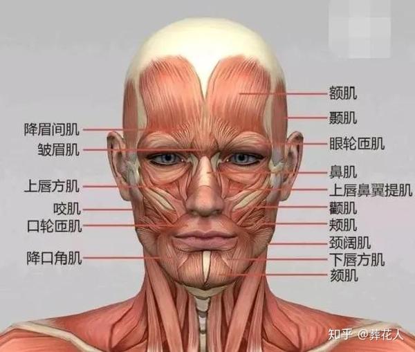 作用肌:咬肌,颞肌 咬肌和颞肌是咬合动作的主要执行肌肉,与颊肌,口轮