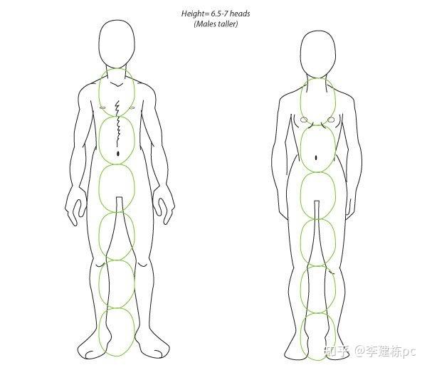 专业知识分享人体绘画教程-人体解剖学基础之高级身体比例 知乎
