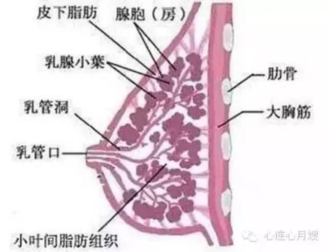 怎样辨别是乳腺增生还是乳腺癌?女人们警醒吧!