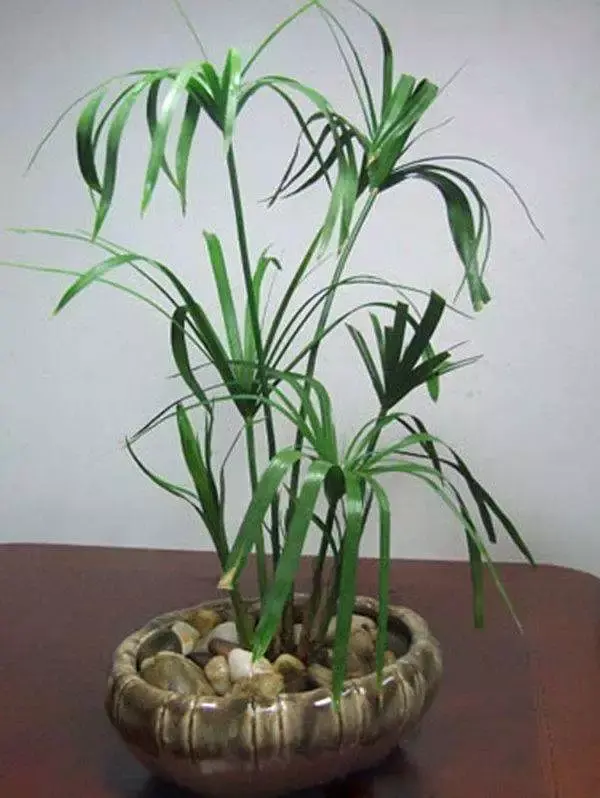 如何防治水棕竹盆景叶片发黄?