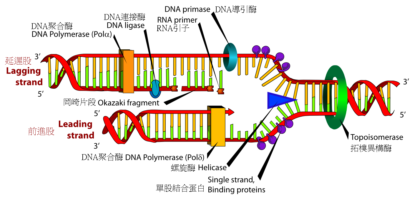 生物演化到今天dna发生了什么变化