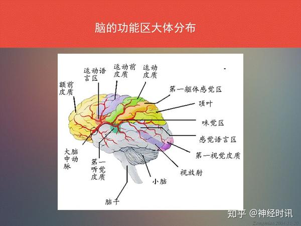 脑功能区及解剖学定位看到了你要记得收藏转发