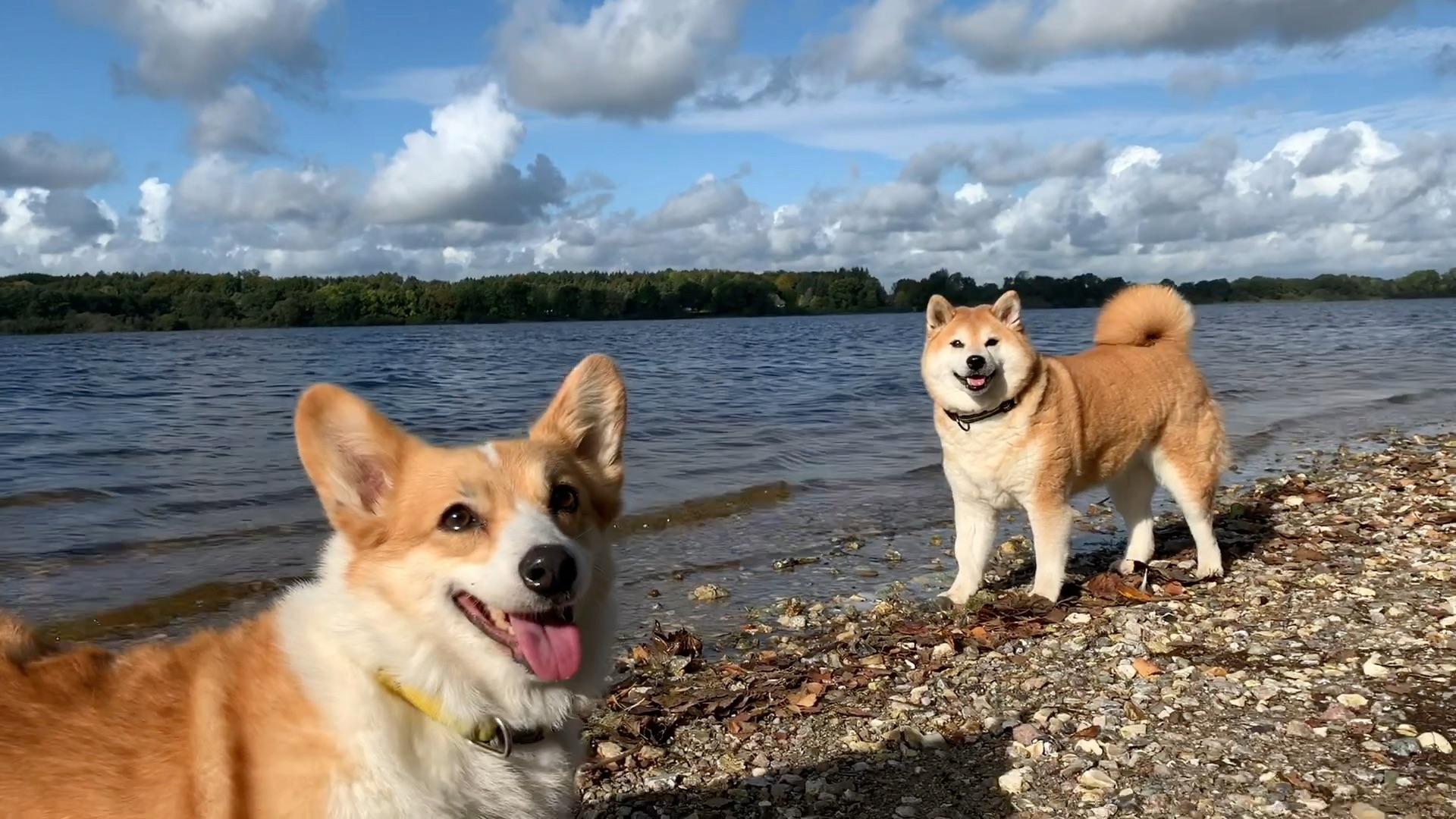 在仙境里腾云驾雾的小柴犬与小柯基