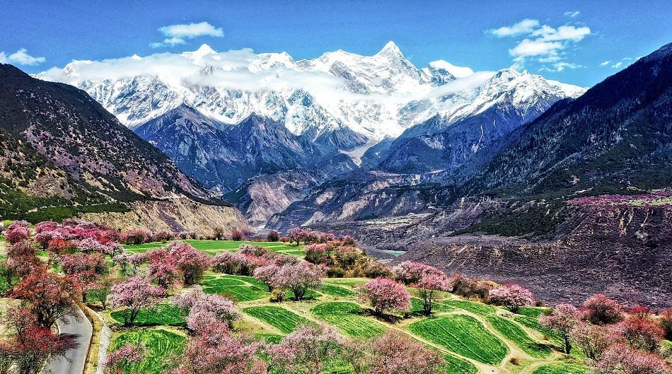 落差7000米的奇迹小城雨林与雪山共存桃花如粉雪飘落西藏林芝