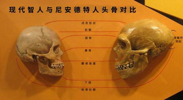 智人(左)与尼安德特人(右)头骨对比.