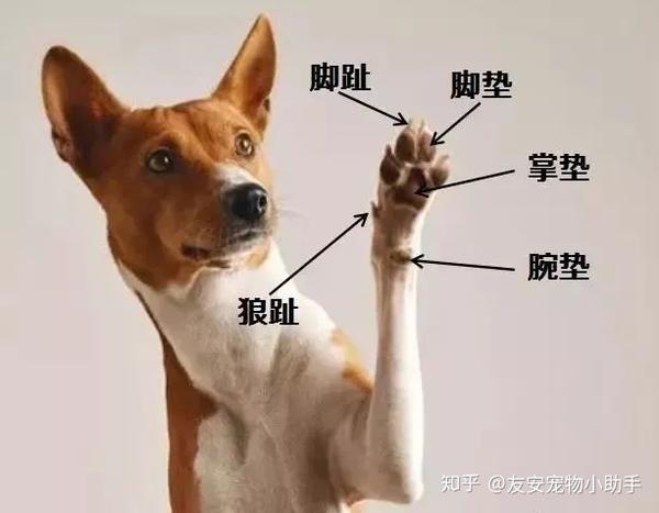 狗狗的汗腺在舌头上吗