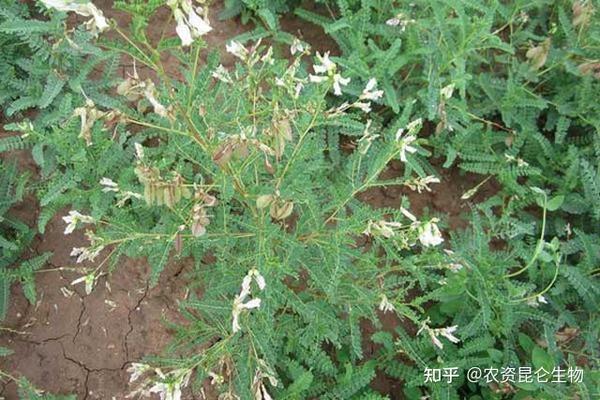 中药材黄芪壮根膨大肥料,黄芪一年追几次肥?黄芪增产用昆仑风