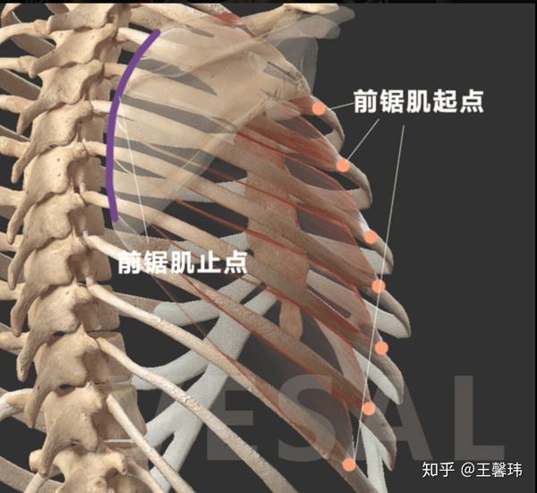 那些被我们忽略掉的小肌肉系列--前锯肌