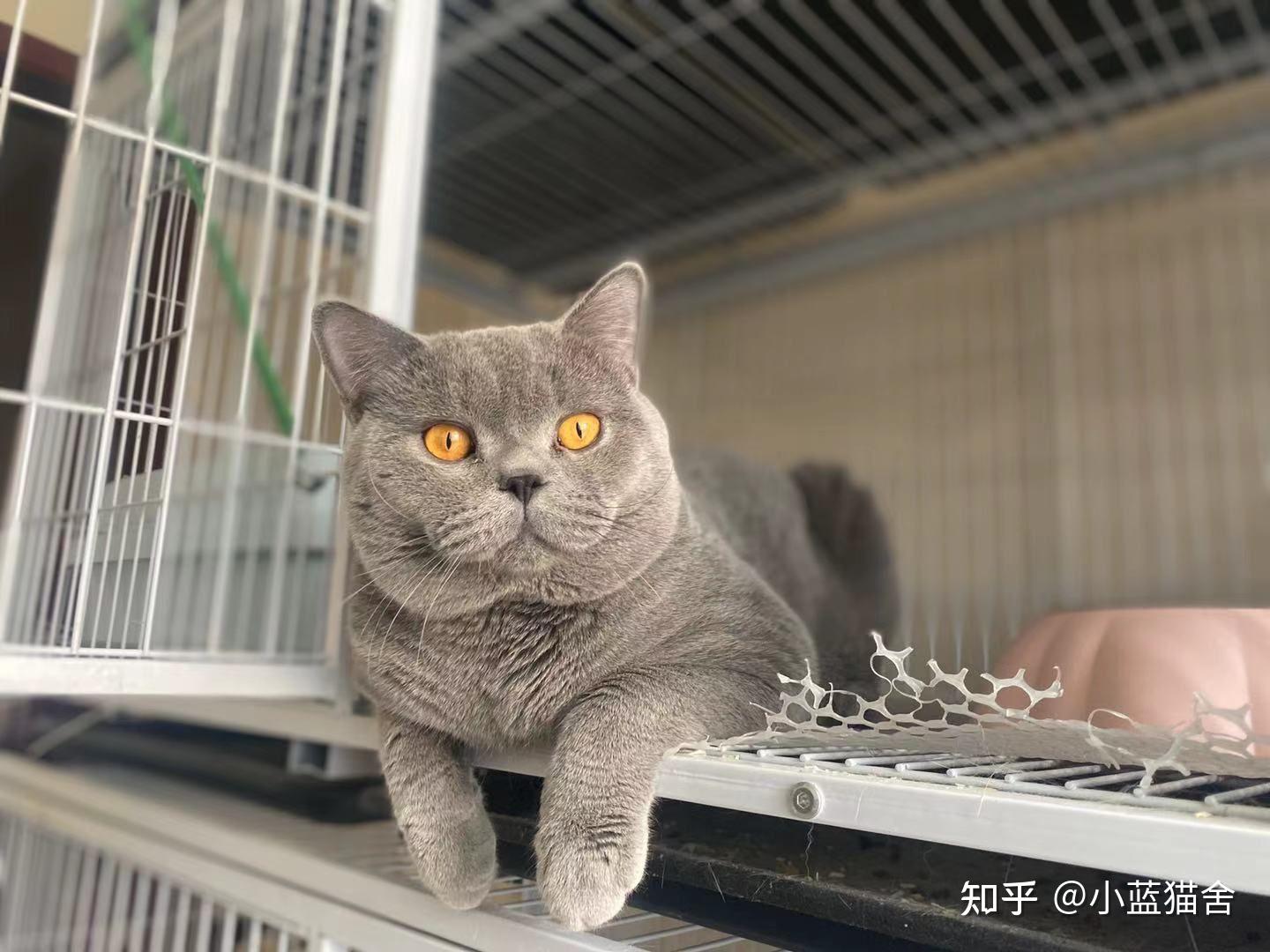 这是田园还是蓝猫