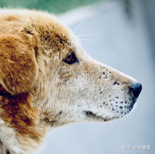 太行犬在中国的命运是不幸的