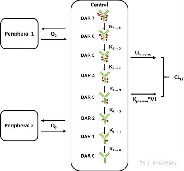 图13 基于机制的dar值多样化adc模型[the aaps journal 2020]