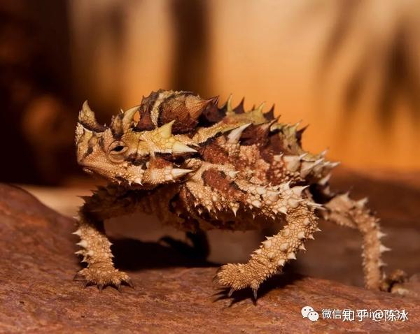 棘蜥(moloch horridus) 纳尔逊奶蛇(lampropeltis triangulum