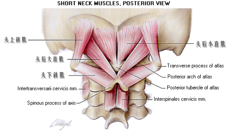 引起头痛和头晕的肌肉枕下肌群suboccipitalmuscle