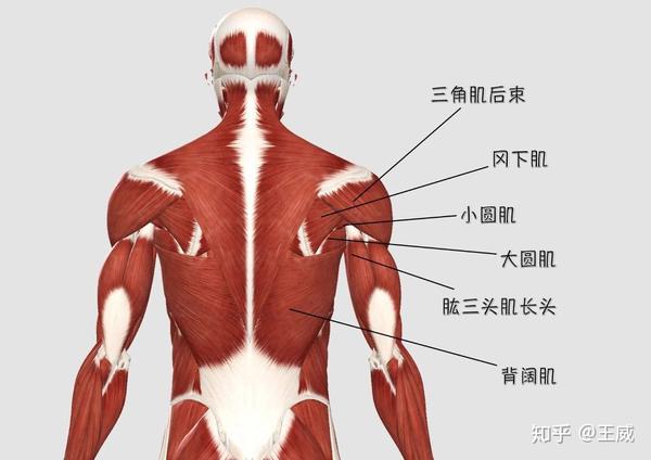 从图中可以看出,腋窝下的肌肉分别是冈下肌,小圆肌,肱三头肌长头,大圆