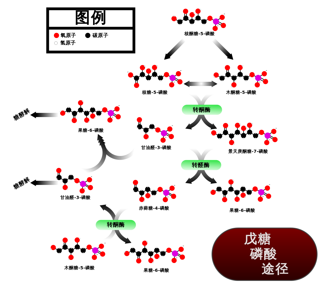 为什么磷酸戊糖途径产生的甘油醛3磷酸进入糖酵解产生