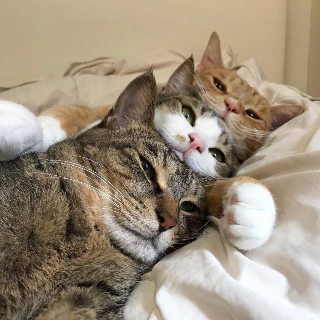 猫好好玩