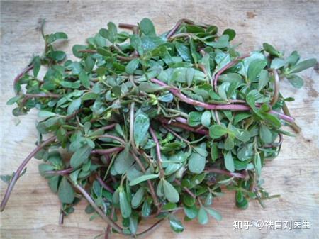 马齿苋的食用禁忌