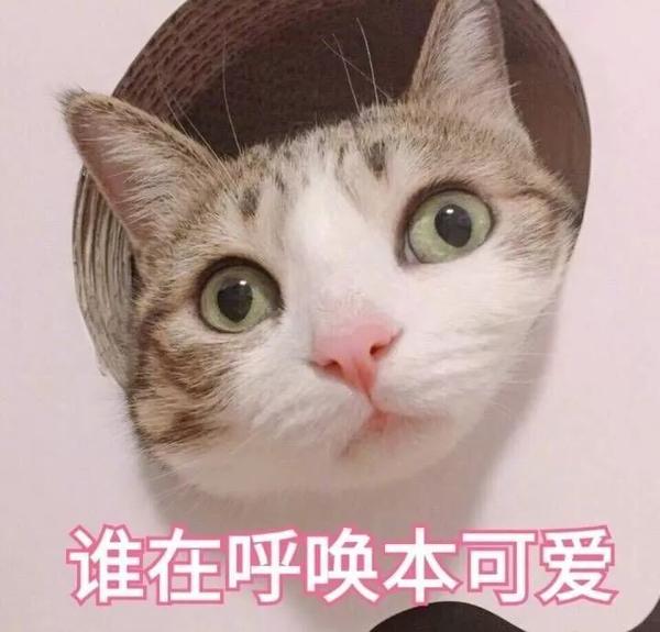 为什么别人家的猫乖巧听话,自家的一言难尽