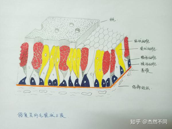 组胚红蓝手绘图第一课