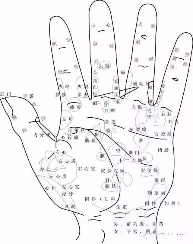 人的健康状况会呈现在手上,因为手的十个指尖全是.