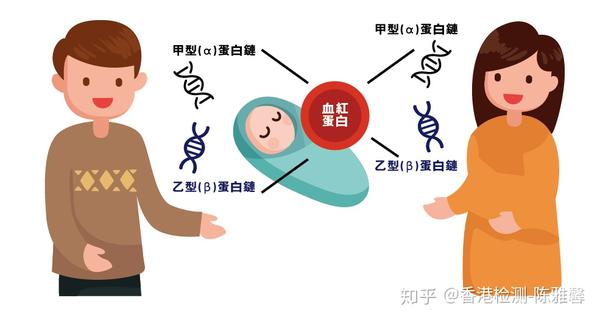 贫血的分类在于血色素分子中α 和β 链异常的差异,而合成α链的基因