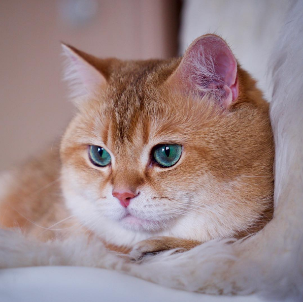 top8 英短金渐层hosico