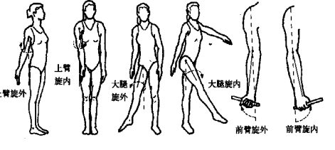 前束的作用是使得大臂在肩关节处前曲,水平内收和内旋,中束使上臂外展