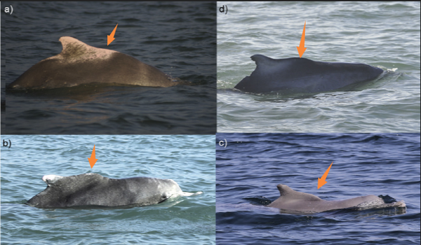 相比之下,大西洋驼海豚和铅色驼海豚的背鳍有十分明显的驼峰.