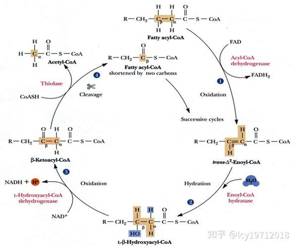 脂肪酸的转运与氧化分解