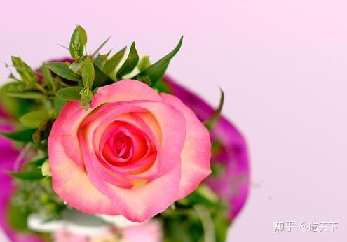 形容玫瑰花姿态的句子玫瑰花的文案句子