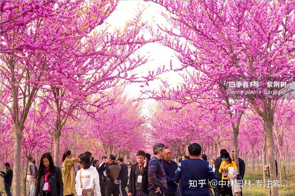 介绍5种观花惊艳的开花大乔木