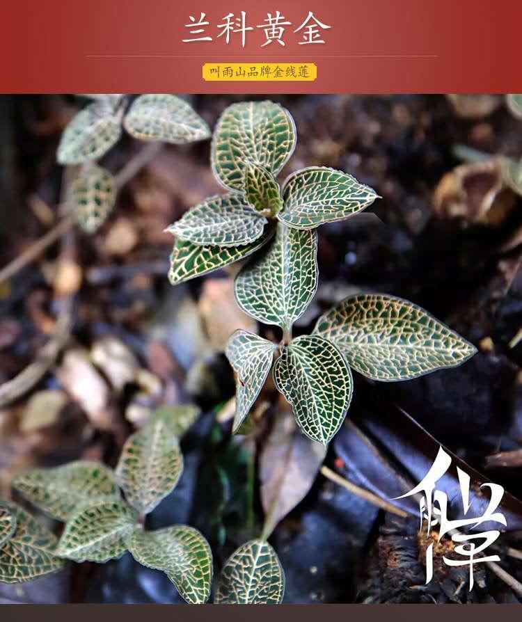 福建金线莲与云南金线莲