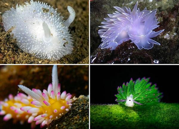 按z字形,依次为:小兔子毛刺海蛞蝓,雪花石膏海蛞蝓,装饰法官海麒麟