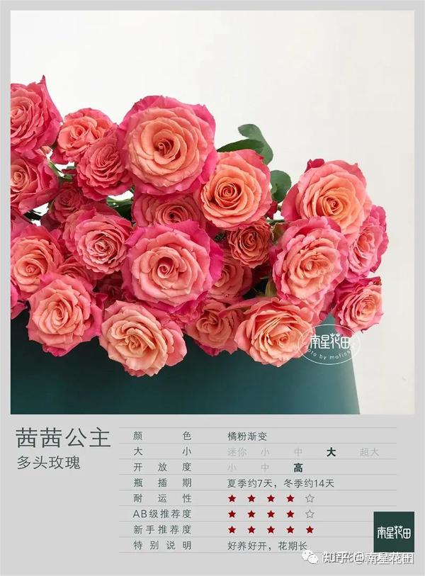 茜茜公主多头玫瑰 · 明媚珊瑚粉