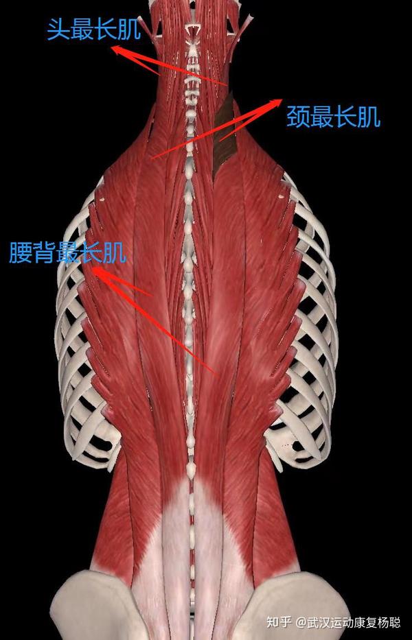 腰痛系列之竖脊肌