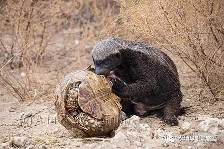 地球上最无所畏惧的动物! honey badger蜜獾|小地球野生情怀百科系列